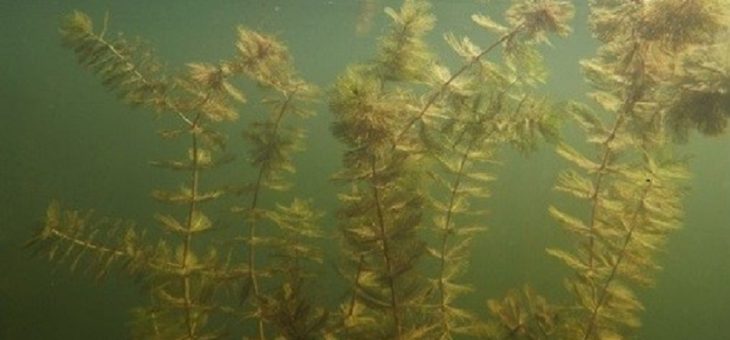 Où en est on avec le myriophylle à épis ce 17 déc 2025